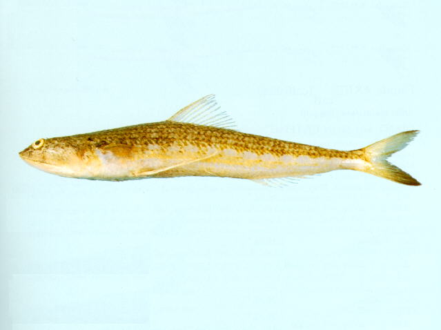 尖齿狗母鱼(Synodus sageneus)