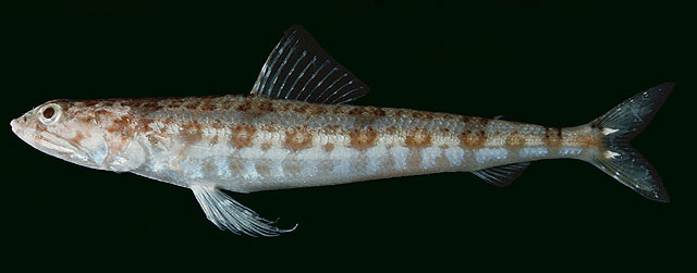 黑点狗母鱼(Synodus similis)