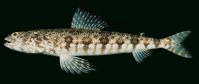 红斑狗母鱼(Synodus ulae)