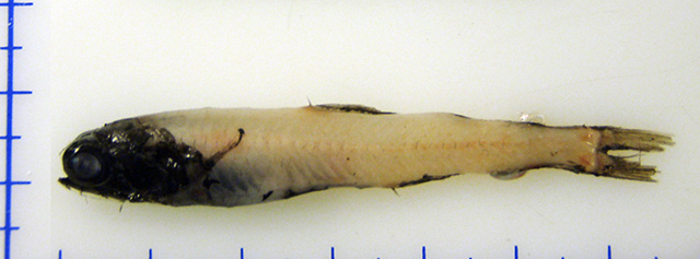 前臀月灯鱼(Taaningichthys bathyphilus)