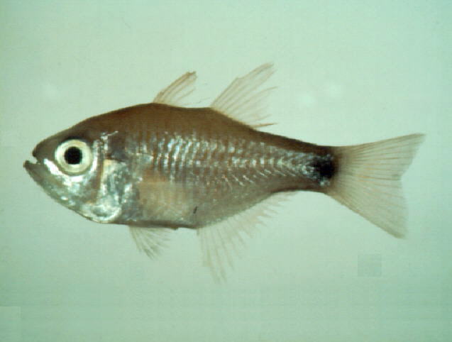 Taeniamia lineolata(Taeniamia lineolata)