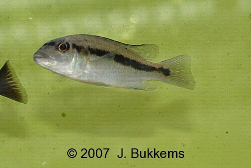 全带纹丽鱼(Taeniochromis holotaenia)
