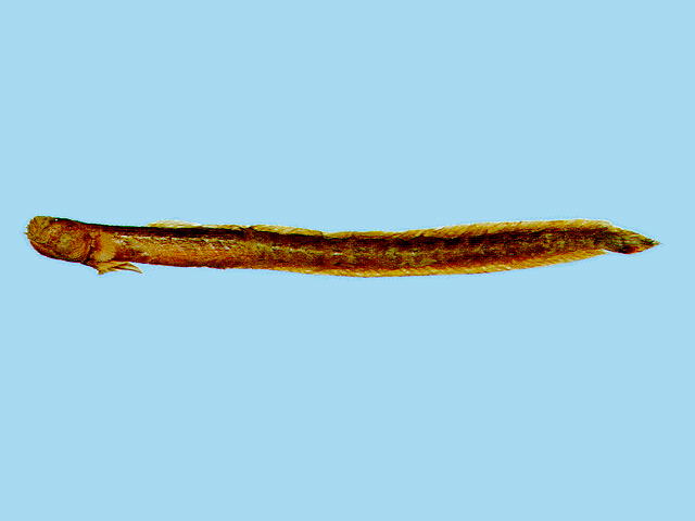 须鳗虾虎(Taenioides cirratus)
