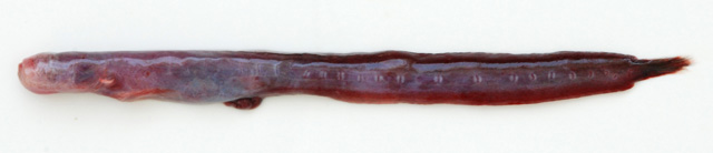 大牙鳗虾虎(Taenioides esquivel)