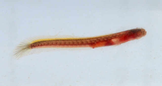 等颌鳗虾虎(Taenioides limicola)