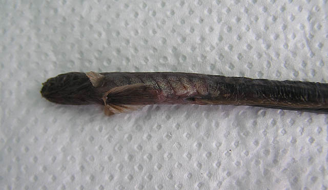 微紫鳗虾虎(Taenioides purpurascens)