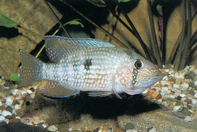 秘鲁塔豪丽鱼(Tahuantinsuyoa macantzatza)