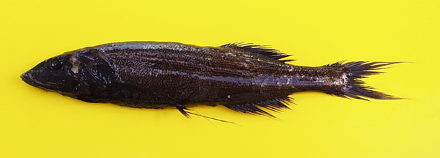 丝尾塔氏鱼(Talismania longifilis)