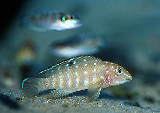 艾氏坦噶尼喀丽鱼(Tanganicodus irsacae)