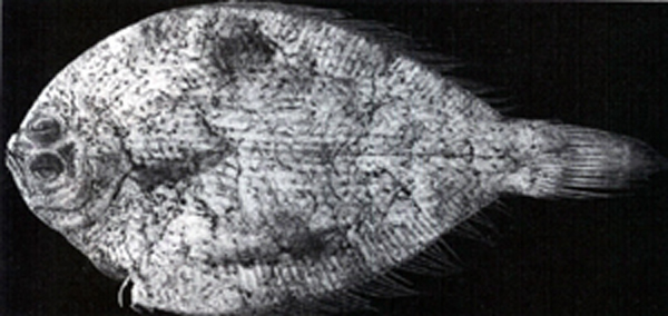 高体大鳞鲆(Tarphops oligolepis)