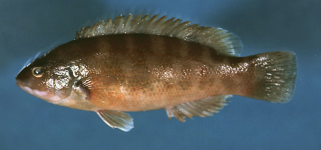 珠光拟梳唇隆头鱼(Tautogolabrus adspersus)