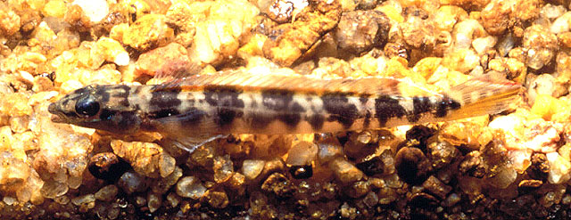 圆鳞全丽鱼(Teleocichla centisquama)