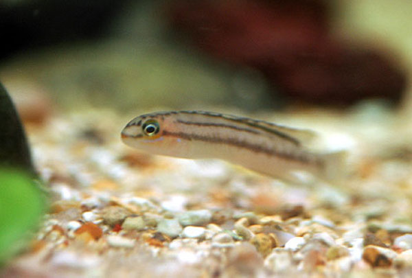 双缰沼丽鱼(Telmatochromis bifrenatus)