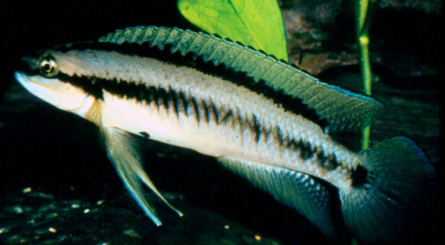 布氏沼丽鱼(Telmatochromis brichardi)