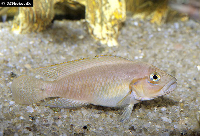德氏沼丽鱼(Telmatochromis dhonti)
