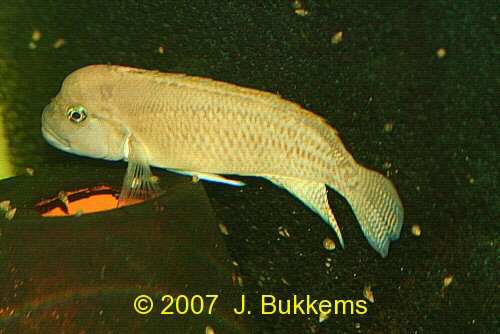 温和沼丽鱼(Telmatochromis temporalis)