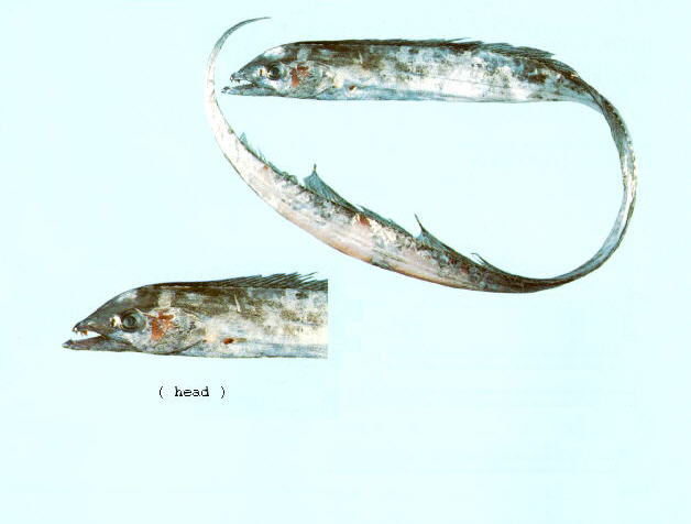 狭颅带鱼(Tentoriceps cristatus)