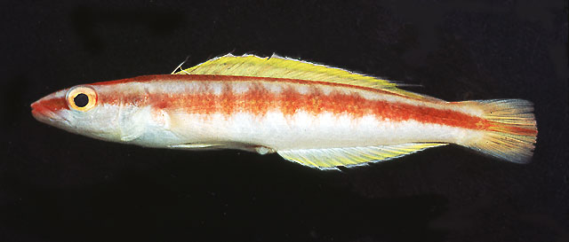 红腹光灿隆头鱼(Terelabrus rubrovittatus)