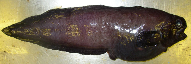 大洋极深海鳚(Thalassobathia pelagica)