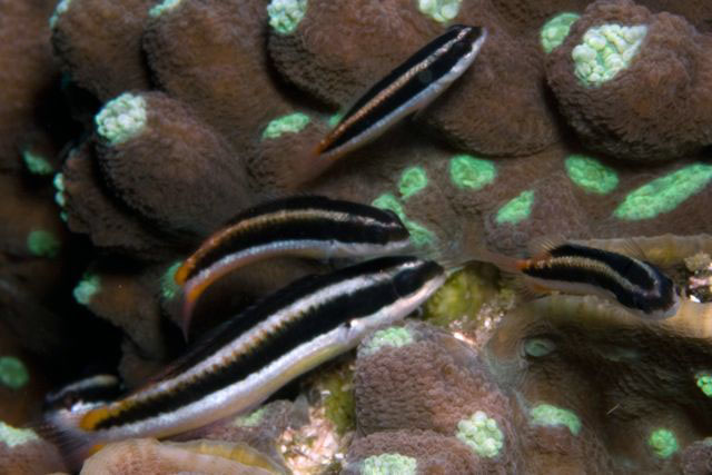 钝头锦鱼(Thalassoma amblycephalum)