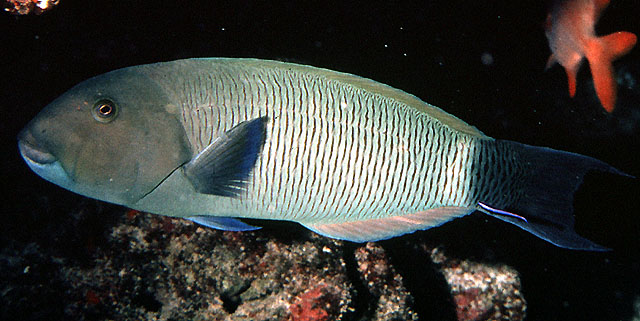 灰锦鱼(Thalassoma ballieui)