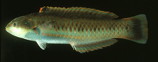 环带锦鱼(Thalassoma cupido)