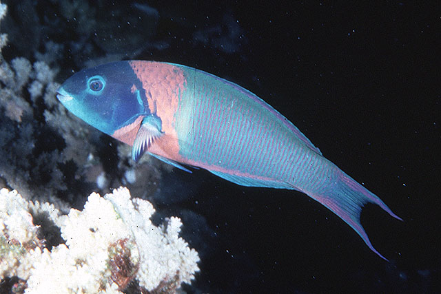 红项锦鱼(Thalassoma duperrey)