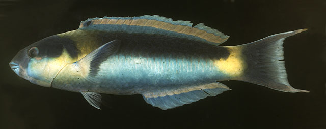 红颊锦鱼(Thalassoma genivittatum)