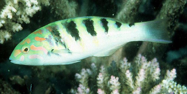 鞍斑锦鱼(Thalassoma hardwicke)