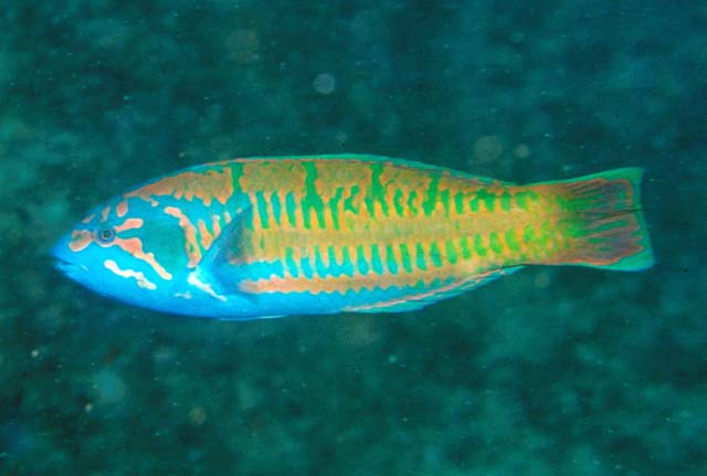 弯纹锦鱼(Thalassoma loxum)