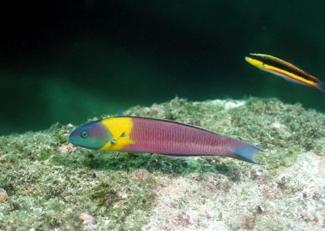 蓝首锦鱼(Thalassoma lucasanum)