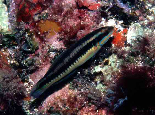 黑緃带锦鱼(Thalassoma newtoni)