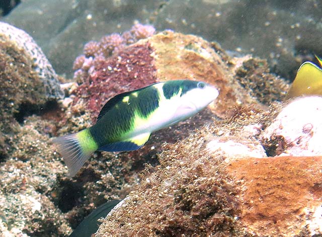 黑横带锦鱼(Thalassoma nigrofasciatum)