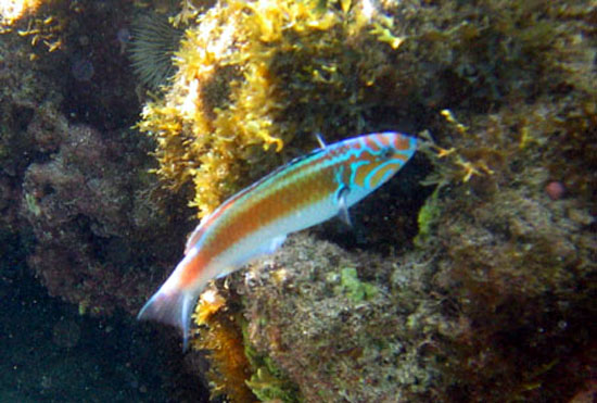 巴西锦鱼(Thalassoma noronhanum)
