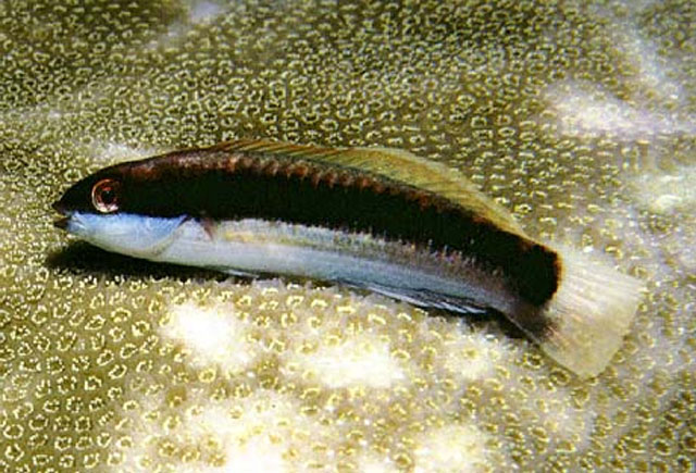 罗伯逊锦鱼(Thalassoma robertsoni)