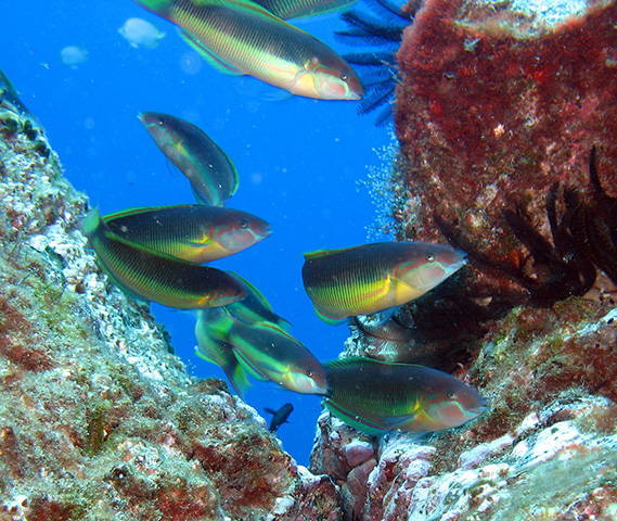 圣海伦岛锦鱼(Thalassoma sanctaehelenae)