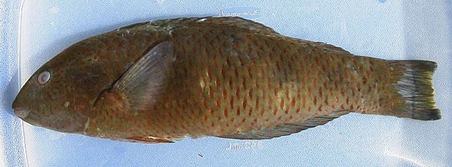 绿锦鱼(Thalassoma virens)