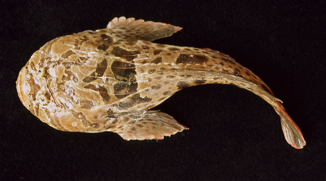 加勒比海蟾鱼(Thalassophryne maculosa)