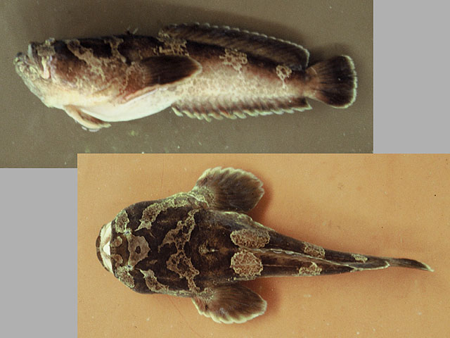 蒙的维海蟾鱼(Thalassophryne montevidensis)