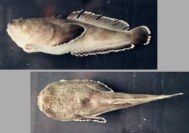 纳氏海蟾鱼(Thalassophryne nattereri)