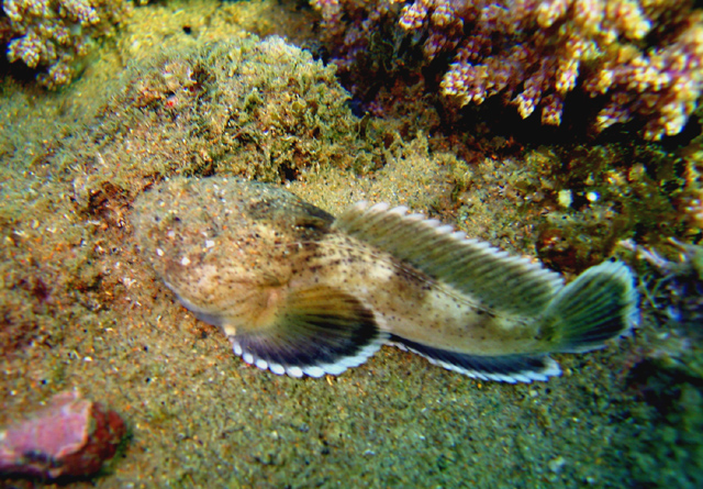 斑纹海蟾鱼(Thalassophryne punctata)