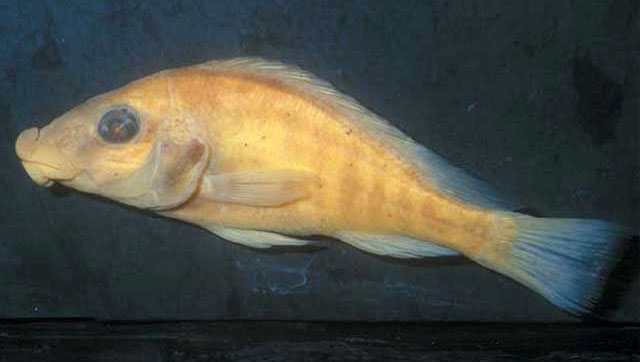白唇胸丽鱼(Thoracochromis albolabris)