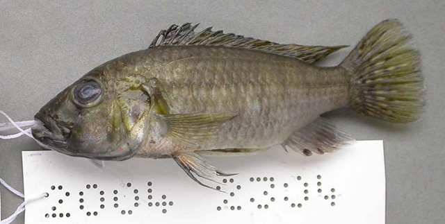 布鲁氏胸丽鱼(Thoracochromis brauschi)