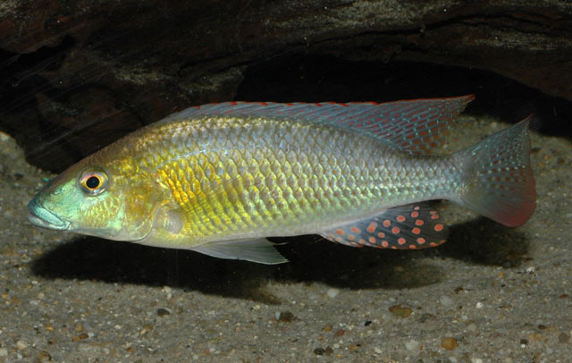 拜氏胸丽鱼(Thoracochromis buysi)
