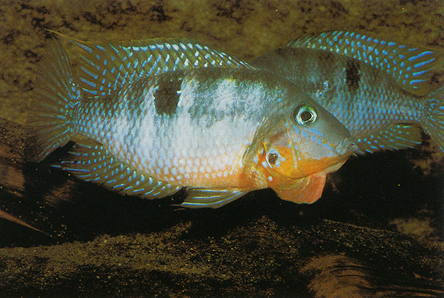 橙胸火口鱼(Thorichthys affinis)