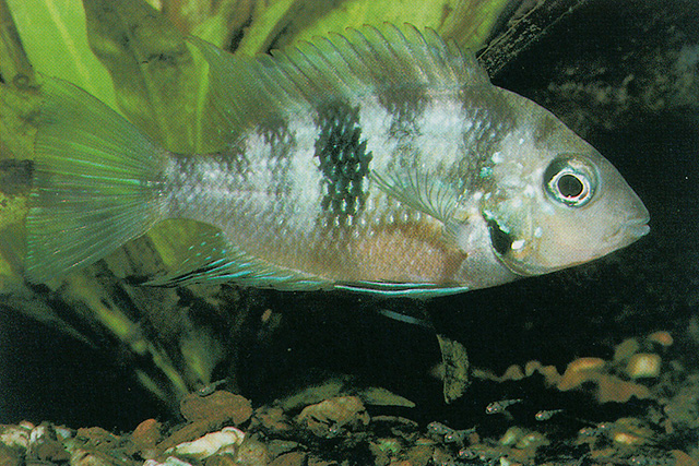 索氏火口鱼(Thorichthys socolofi)