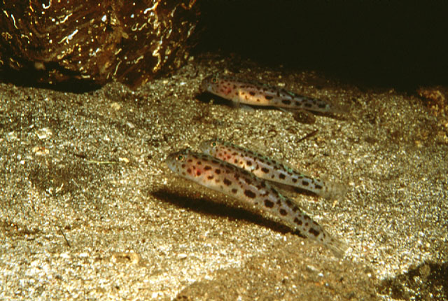 地中海勐虾虎(Thorogobius ephippiatus)