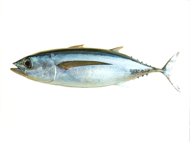 长鳍金枪鱼(Thunnus alalunga)