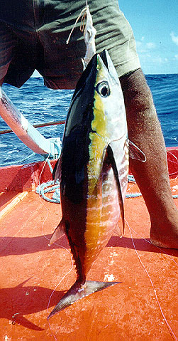 黑鳍金枪鱼(Thunnus atlanticus)