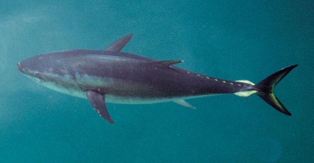 蓝鳍金枪鱼(Thunnus maccoyii)